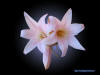 Lilium rubellum (Rosy lily)