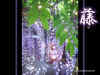 [*Fuji] - Japanese wisteria